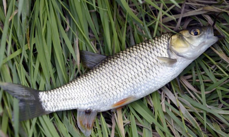 Mullet